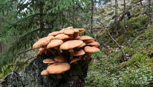 Stora bruna svampar i skog med gran och blåbärsris