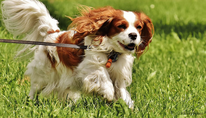 Kopplad vit och brun hund på solbelyst gräsmatta