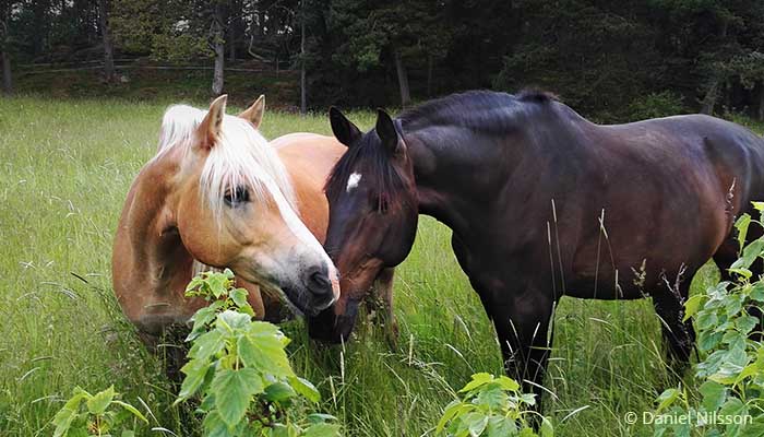 En ljusbrun och en mörkbrun häst i grön hage